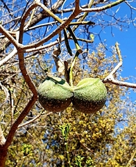 Tabernaemontana elegans