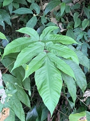 Tectaria polymorpha