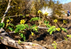 Albizia forbesii