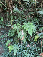 Tectaria polymorpha