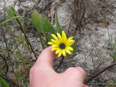 Arctotis angustifolia