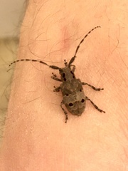 Mesosa curculionoides