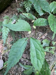 Elatostema cyrtandrifolium