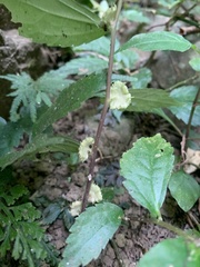 Elatostema cyrtandrifolium