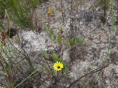 Arctotis angustifolia
