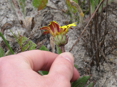 Arctotis angustifolia
