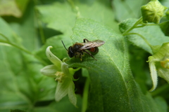 Andrena