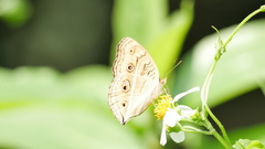 Junonia almana