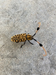 Aristobia approximator