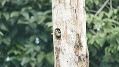 Microhierax fringillarius