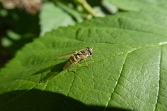 Syrphus