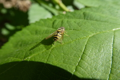 Syrphus