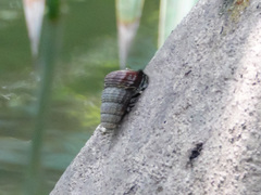 Cerithidea obtusa