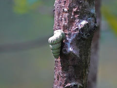 Cerithidea obtusa