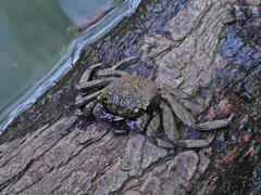 Episesarma versicolor