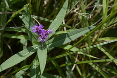 Vernonia fasciculata