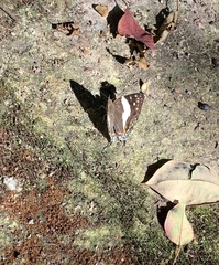 Dodona deodata