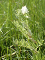 Vicia lutea lutea