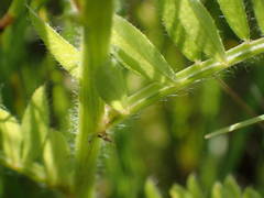 Vicia lutea lutea