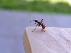 Polyrhachis bicolor