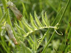 Vicia lutea lutea