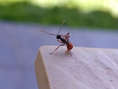 Polyrhachis bicolor