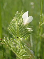 Vicia lutea lutea