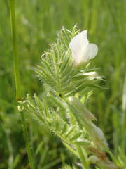 Vicia lutea lutea