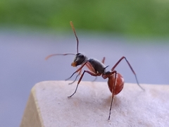 Polyrhachis bicolor