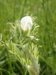 Vicia lutea lutea