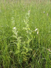 Vicia lutea lutea