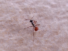Polyrhachis bicolor