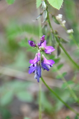 Astragalus alpinus