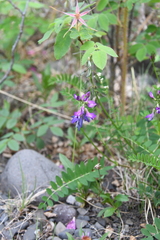 Astragalus alpinus