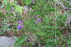 Astragalus alpinus