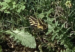 Papilio machaon melitensis