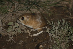 Dipodomys merriami atronasus