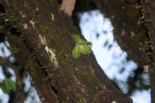Image of Porpax jerdoniana by no rights reserved