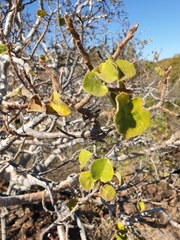 Ficus tettensis