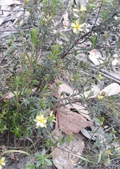 Hibbertia australis
