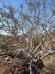 Ficus tettensis