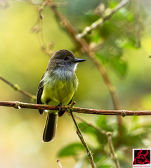 Myiarchus tuberculifer