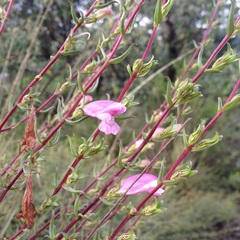 Lamourouxia dasyantha