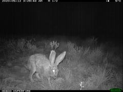Lepus saxatilis