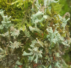 Cladonia polydactyla