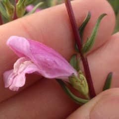 Lamourouxia dasyantha