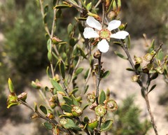 Leptospermum coriaceum