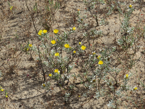 Image of Oedera rotundifolia by (c) Jeremy Gilmore, some rights reserved (CC BY)