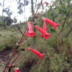 Penstemon isophyllus