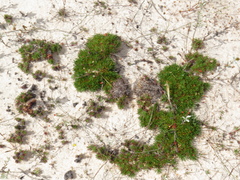 Limonium kraussianum